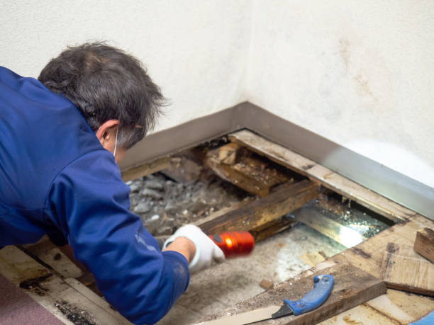 Best Emergency Mold Removal  in Spencer, IA