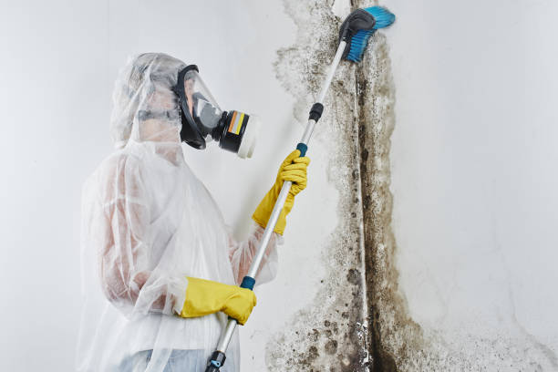 Best Toxic Mold Removal  in Spencer, IA