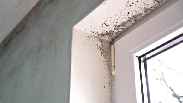 Best Mold Damage Repair  in Spencer, IA