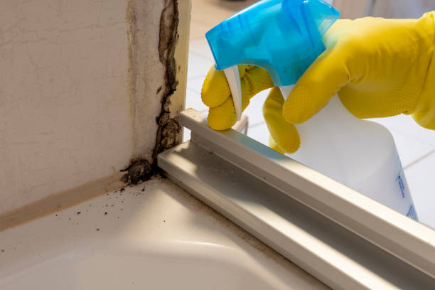 Best Attic Mold Removal  in Spencer, IA
