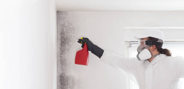 Best Fast Mold Removal  in Spencer, IA
