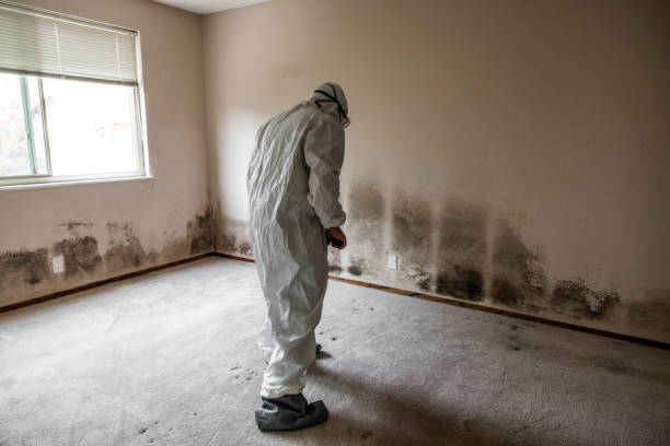 Best Certified Mold Removal  in Spencer, IA