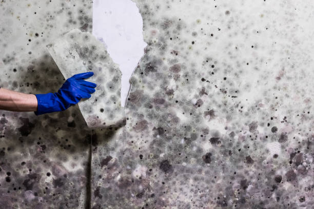 Office Mold Removal Services in Spencer, IA